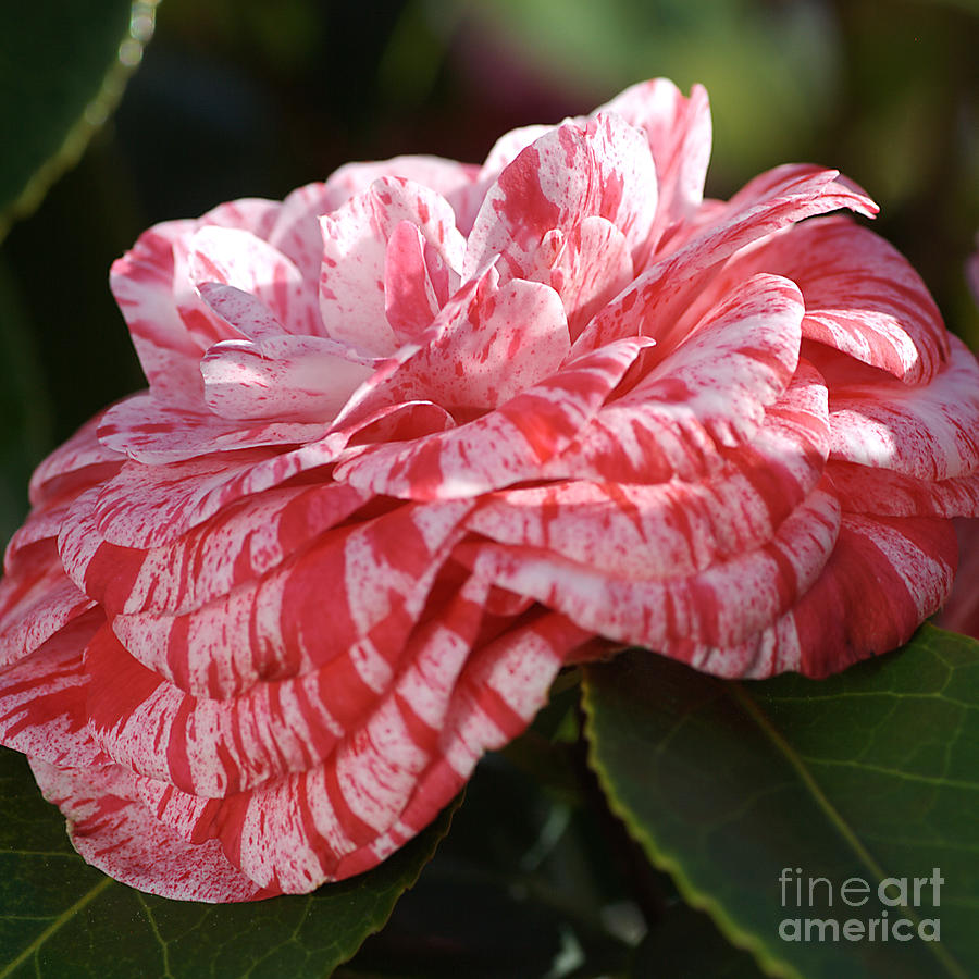 Nature Photograph - Variegated Camellia by Joy Watson
