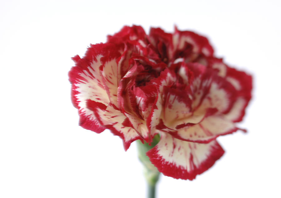 Variegated carnation, close-up Photograph by Michele Constantini