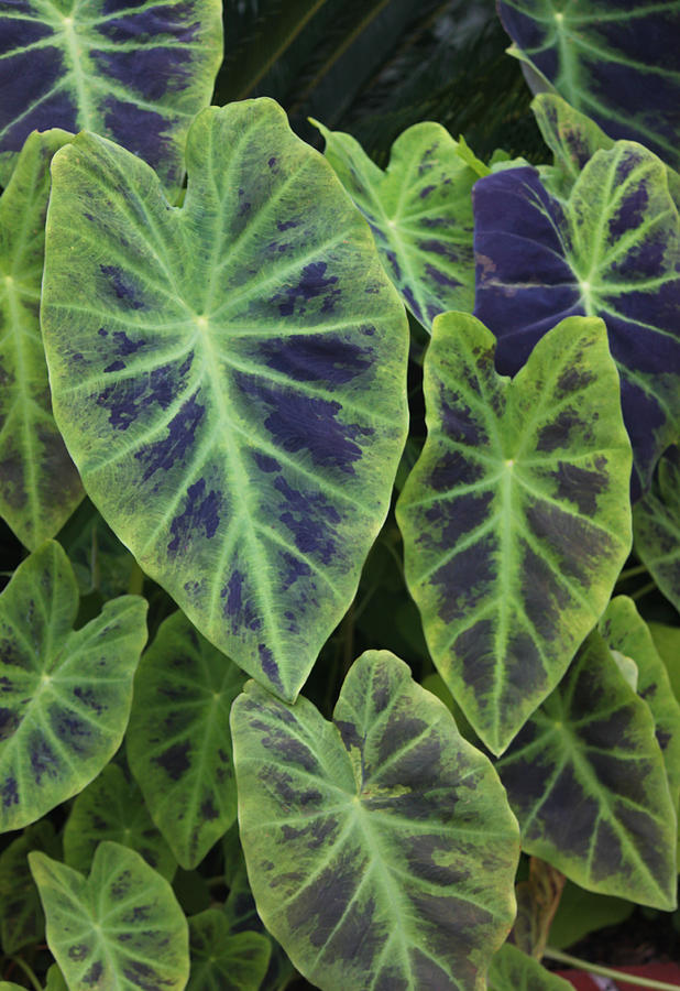 Summer Photograph - Variegated Elephant Ears by Suzanne Gaff