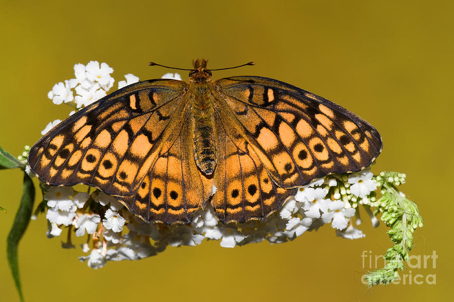 Variegated Fritillary Butterfly Photograph by Millard H. Sharp