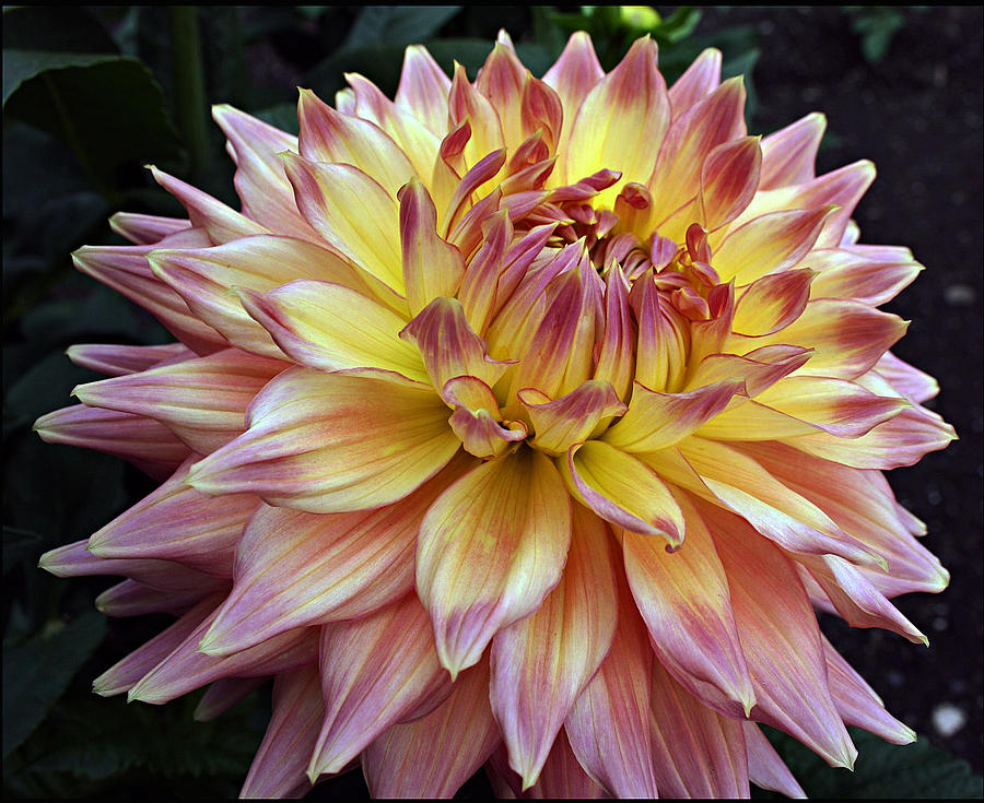 Variegated Giant Dahlia Photograph by Ellen Tully