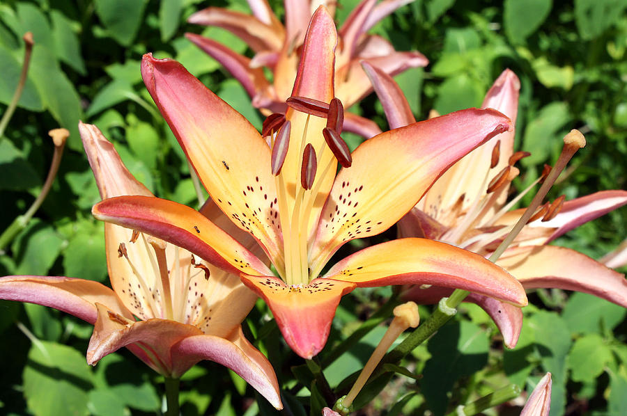 Variegated Gold-Orange Lily Photograph by Ellen Tully