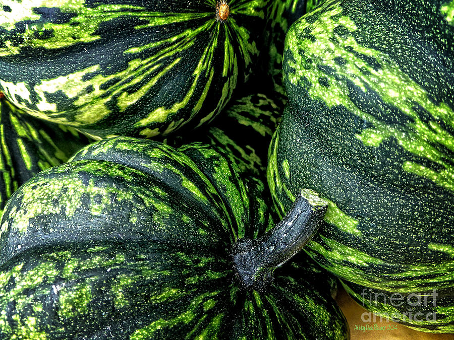 Variegated Green Acorn Squash Photograph by Dee Flouton