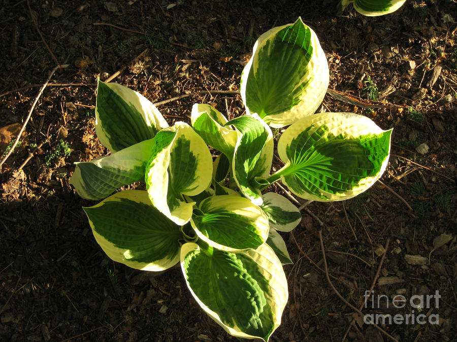 Variegated Hosta at Sunset  Photograph by Anne Nordhaus-Bike