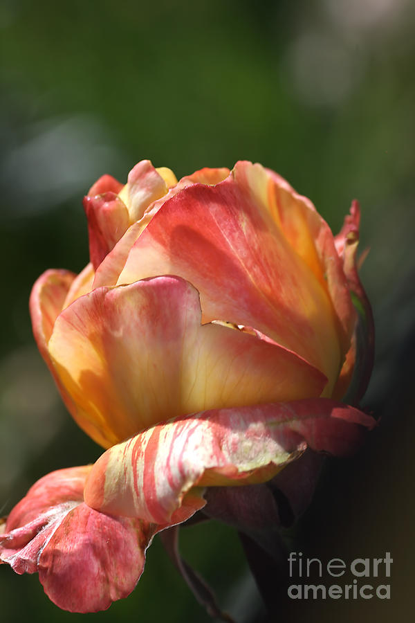 Nature Photograph - Variegated Orange Rose by Joy Watson