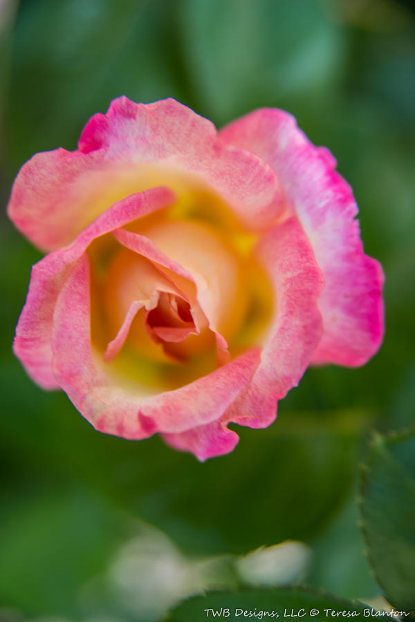 Spring Photograph - Variegated Pink by Teresa Blanton