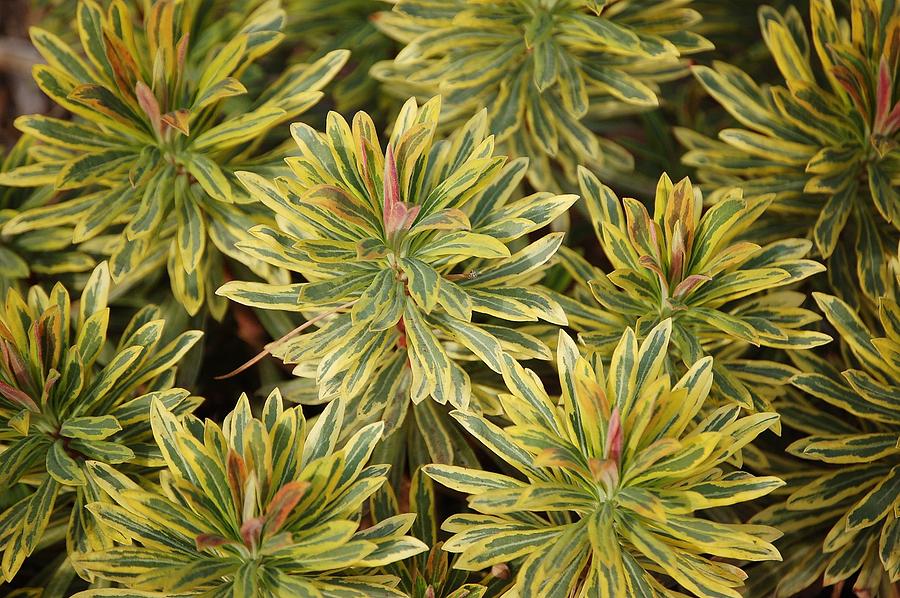 Variegated Plant  Photograph by Linda Brody