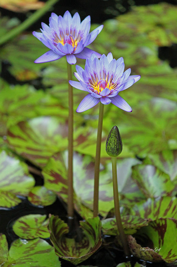 Variegated Purple Water Lilies Photograph by Suzanne Gaff