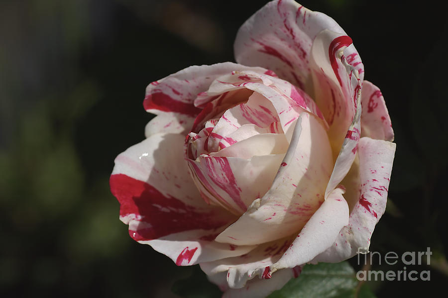 Variegated Rose Bloom Photograph by Joy Watson