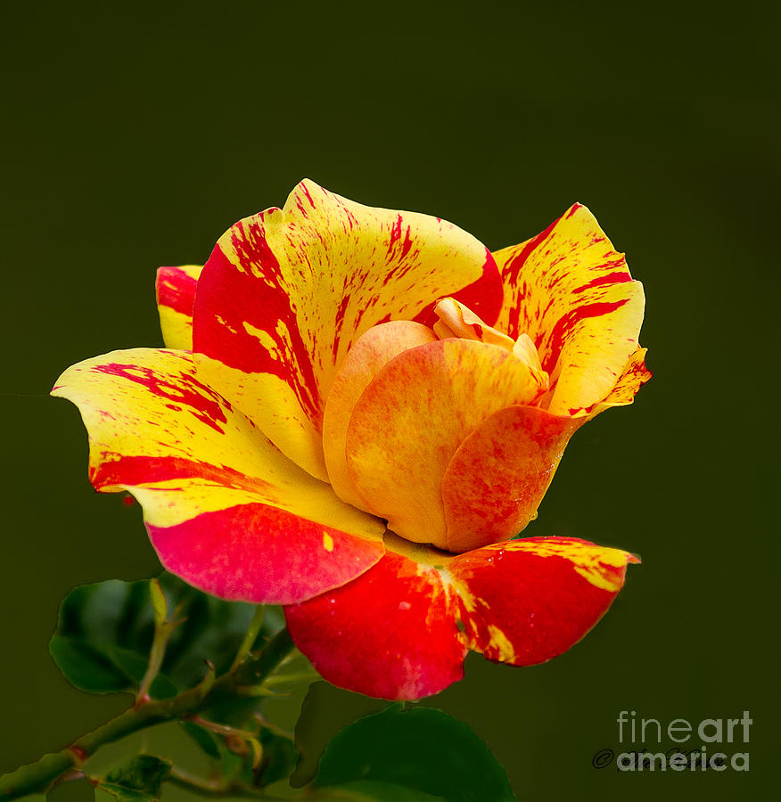Variegated Rose Photograph by Sue Karski
