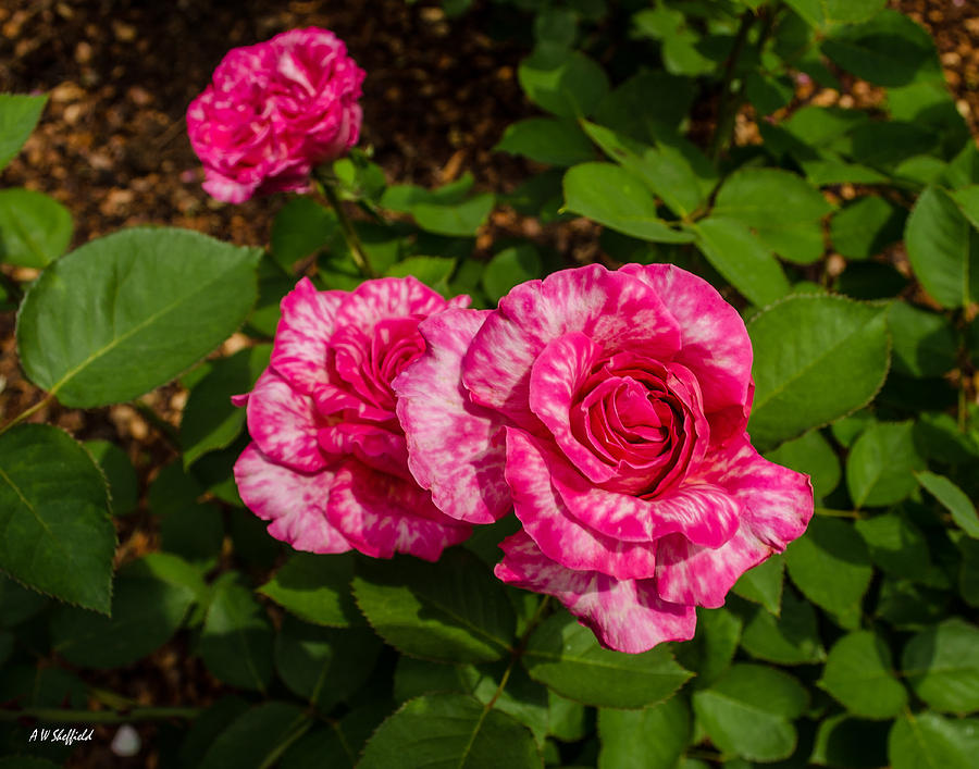 Dallas Photograph - Variegated Roses by Allen Sheffield