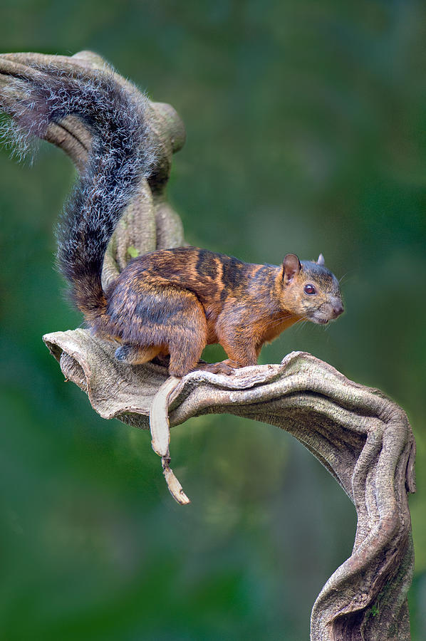 Nature Photograph - Variegated Squirrel Sciurus by Panoramic Images