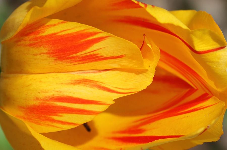 Variegated Tulip 2 Photograph by Andrea Lazar
