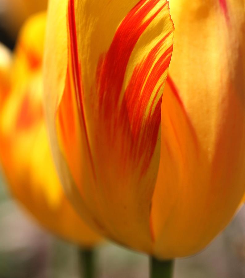 Variegated Tulip Photograph by Andrea Lazar