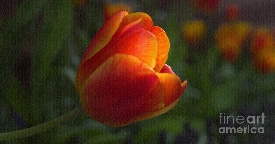 Variegated Tulip Photograph by Lilliana Mendez