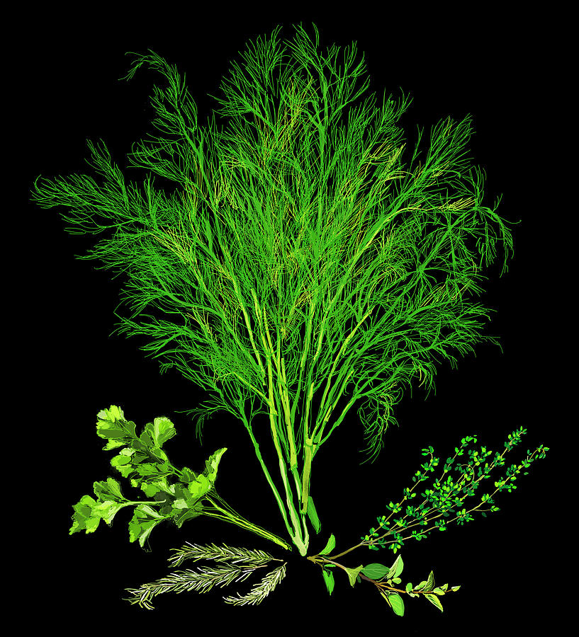 Variety Of Fresh Herbs Photograph by Ikon Ikon Images