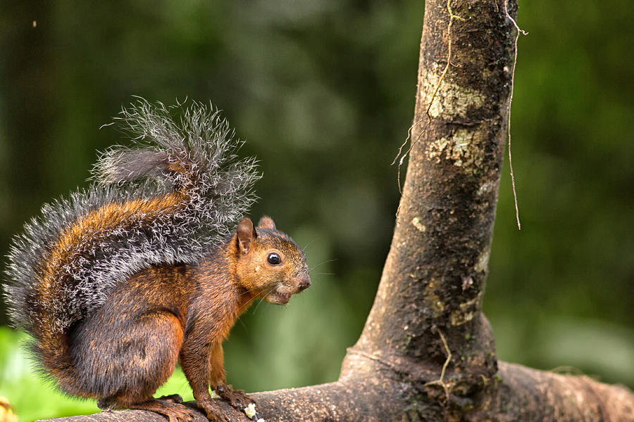 Varigate Squirrel in Costa Rica Photograph by Natural Focal Point Photography
