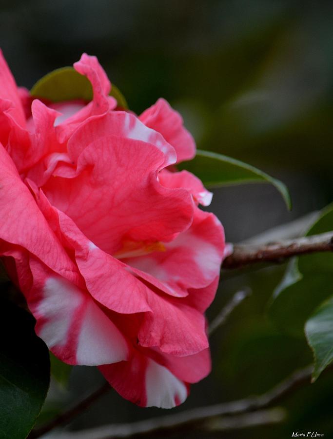 Varigated Camelia Japonica Photograph by Maria Urso