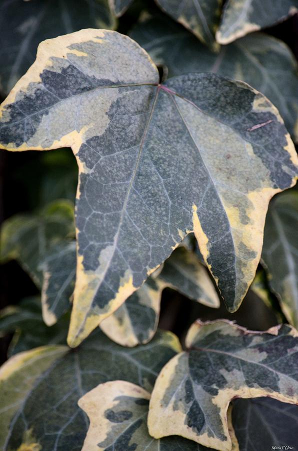 Nature Photograph - Varigated Ivy Leaves by Maria Urso