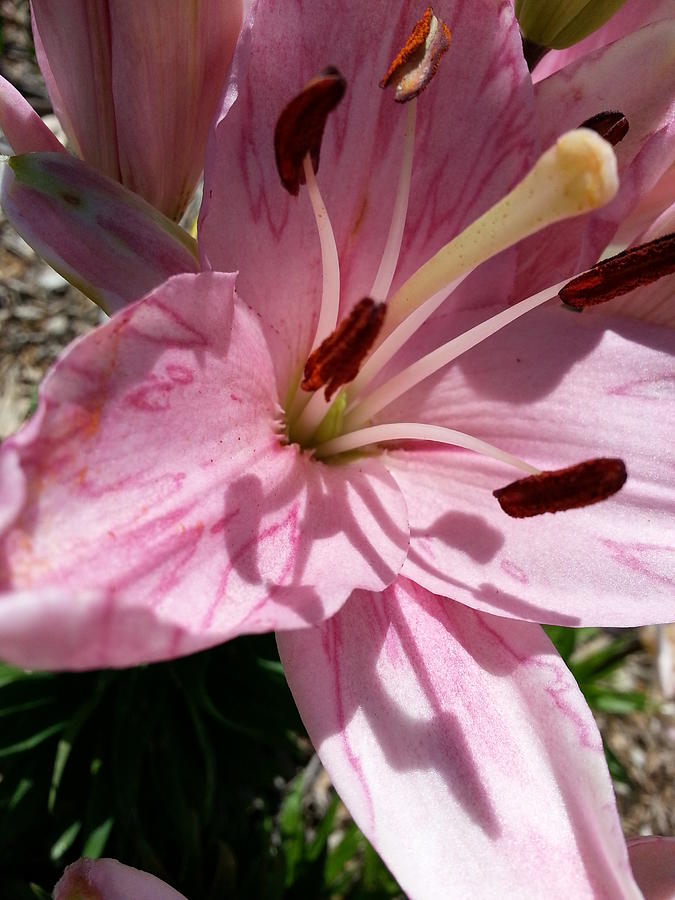 Varigated Pink Lily Photograph by Caryl J Bohn