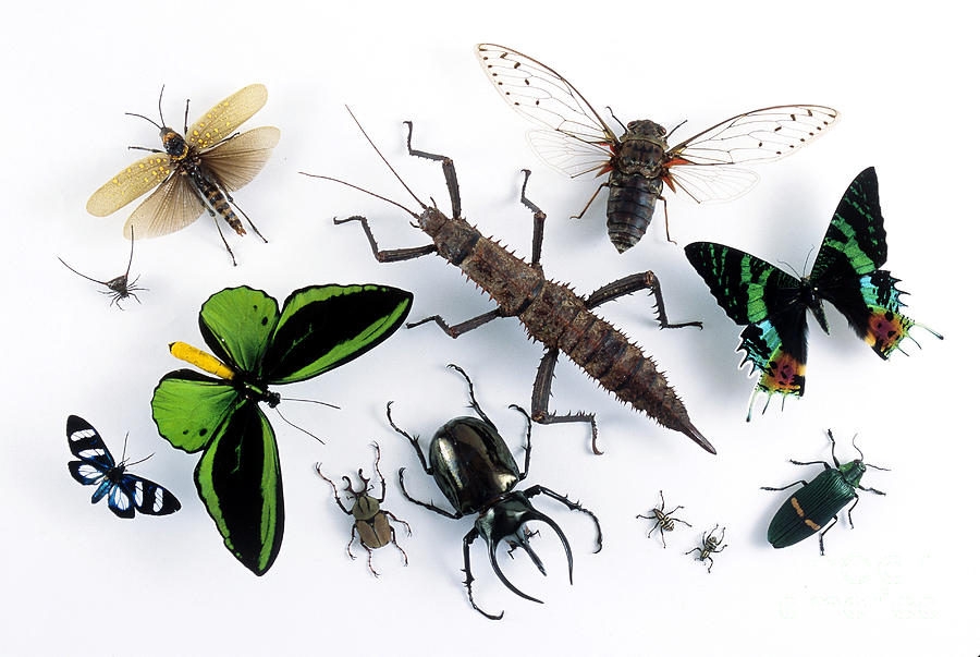 Various Arthropods Photograph by Barbara Strnadova