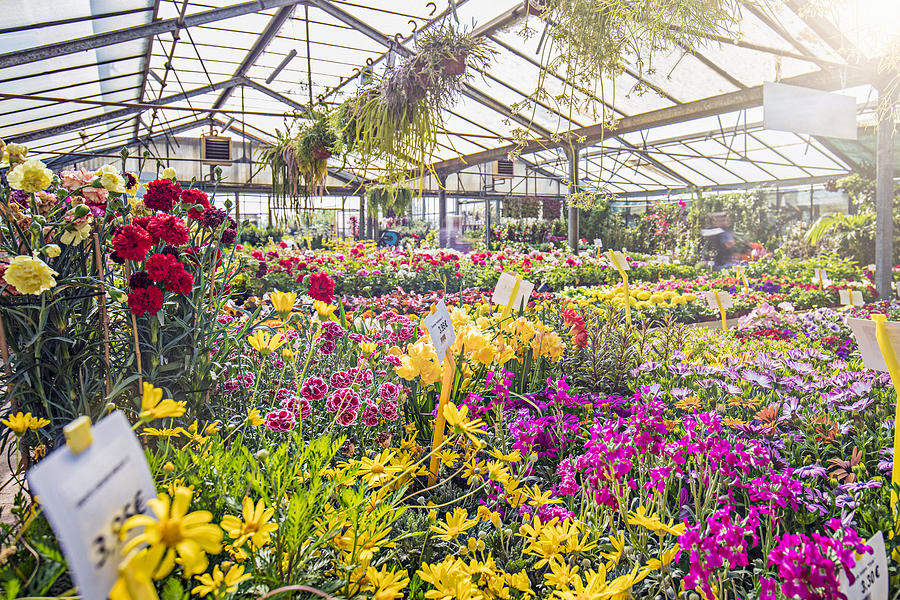 Various colorful flowers growing in garden center Photograph by Xavierarnau