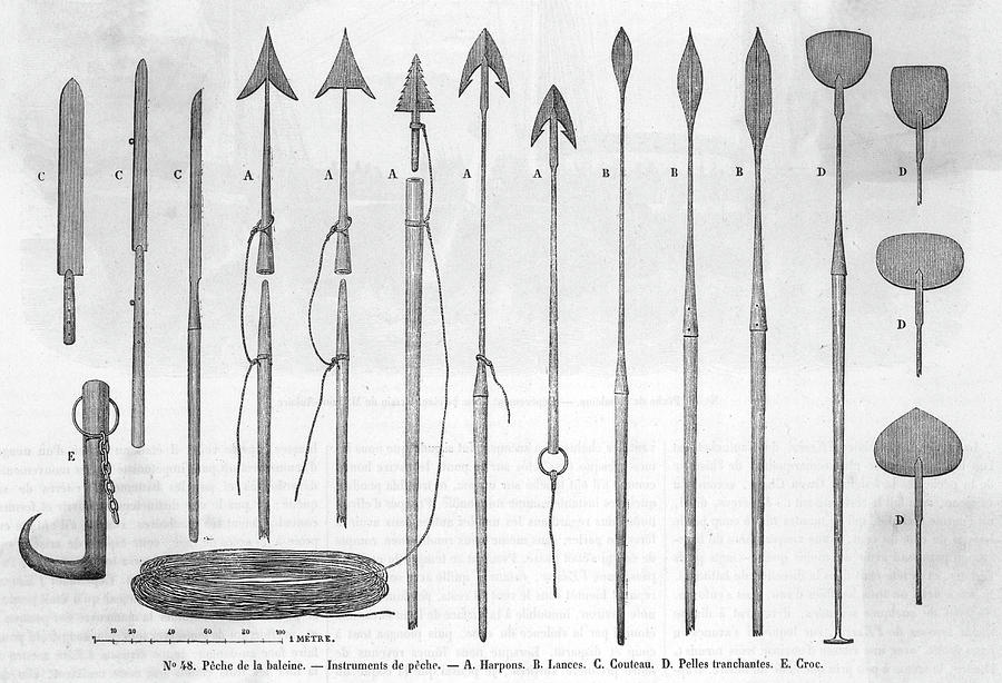Whale Drawing - Various Implements Used  In Whaling by Mary Evans Picture Library