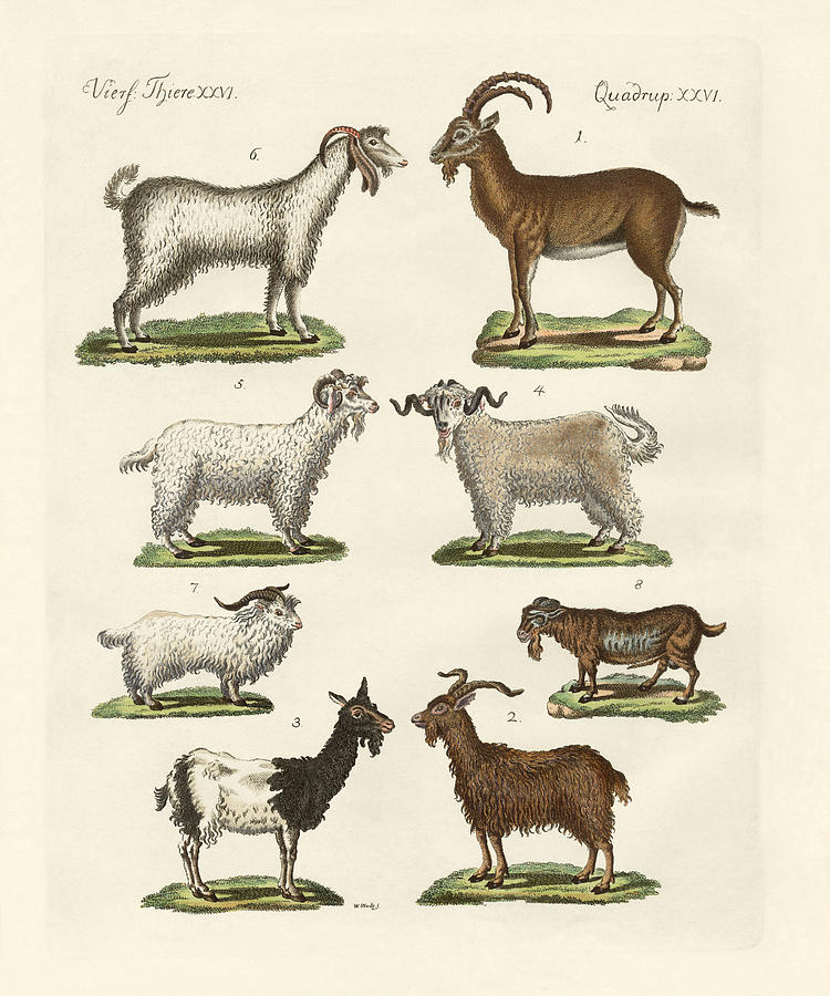 Various Kinds Of Goats And Bucks Drawing By Splendid Art Prints