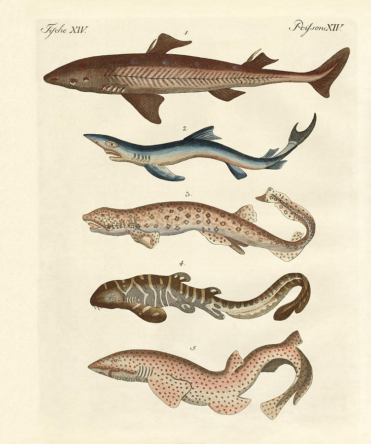 Sharks Drawing - Various kinds of sharks by Splendid Art Prints