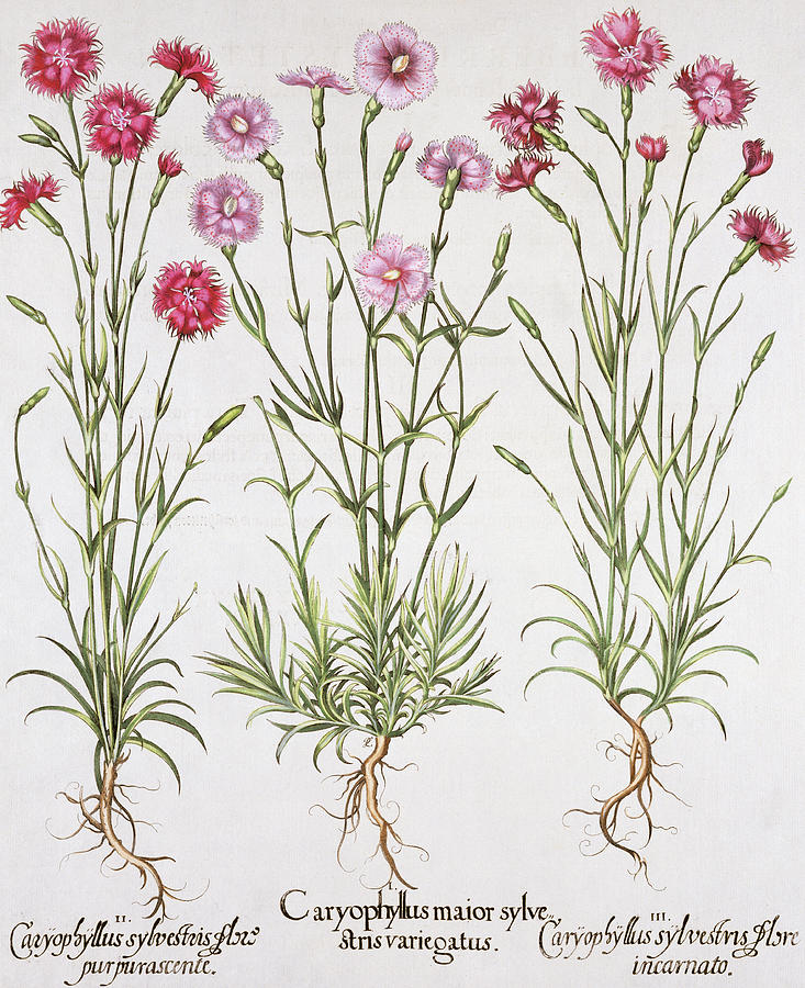 Various Varieties Of Dianthus Drawing by German School