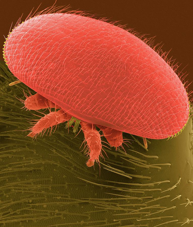 Varroa Bee Mite (varroa Destructor) Photograph by Dennis Kunkel Microscopy/science Photo Library
