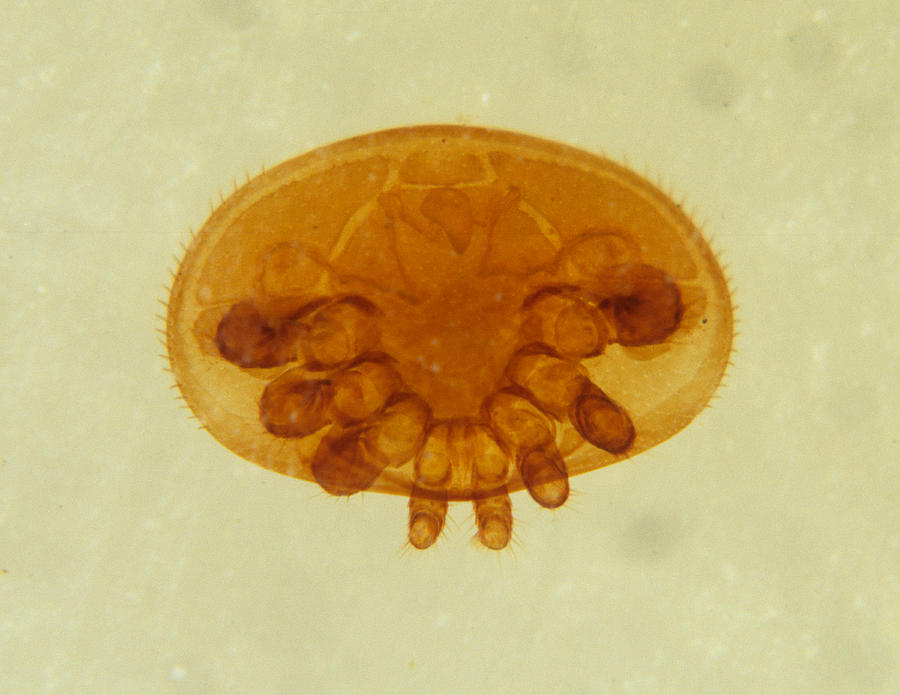 Varroa Mite Specimen, Lm Photograph by Nigel Cattlin