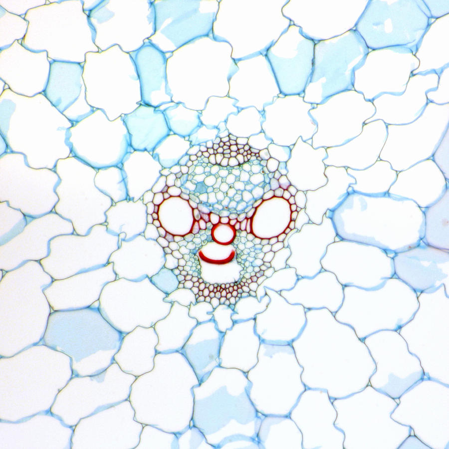 Vascular Bundle In A Corn Stem, Lm Photograph by Science Stock Photography