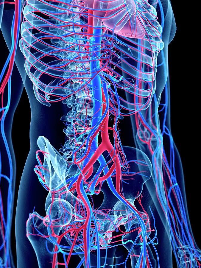 Vascular System Of Abdomen Photograph By Sebastian Kaulitzki Science Photo Library Pixels