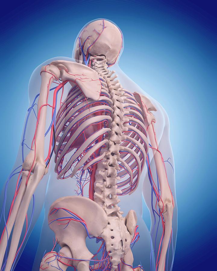Vascular System Of Back Photograph by Sebastian Kaulitzki/science Photo Library