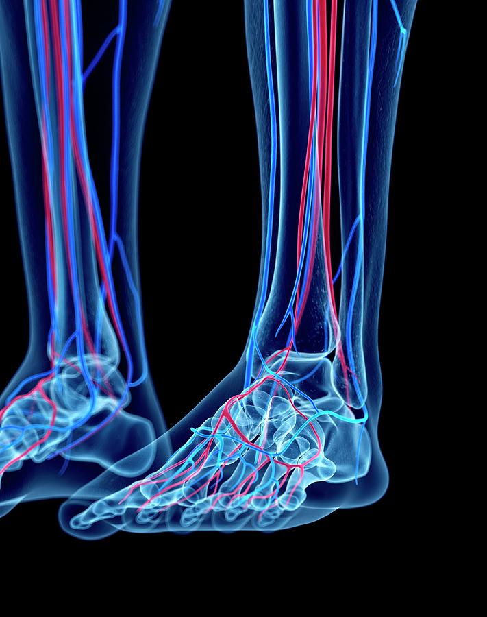 Vascular System Of Foot by Sebastian Kaulitzki/science Photo Library