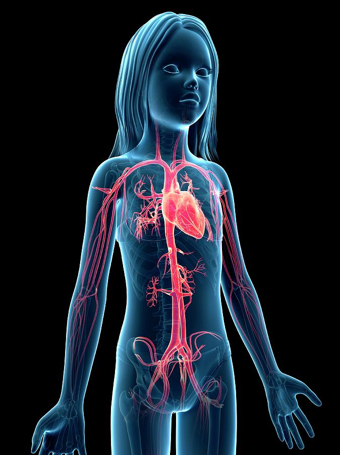 Vascular System Of Girl Photograph by Sebastian Kaulitzki