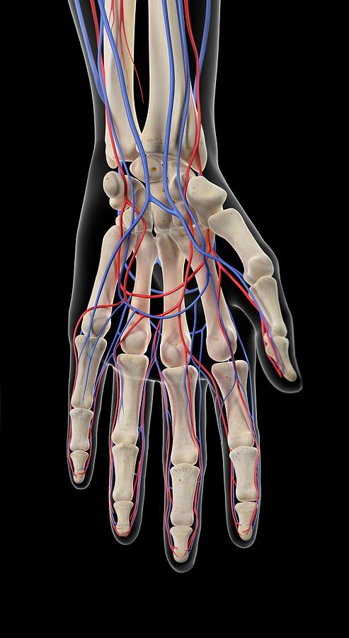 Vascular System Of Hand Photograph by Sebastian Kaulitzki/science Photo Library