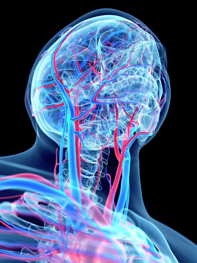 Vascular System Of Head And Neck Photograph by Sebastian Kaulitzki/science Photo Library