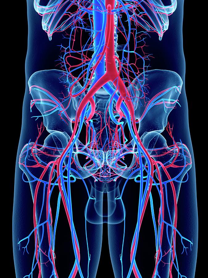 Vascular System Of Hips Photograph by Sebastian Kaulitzki/science Photo ...