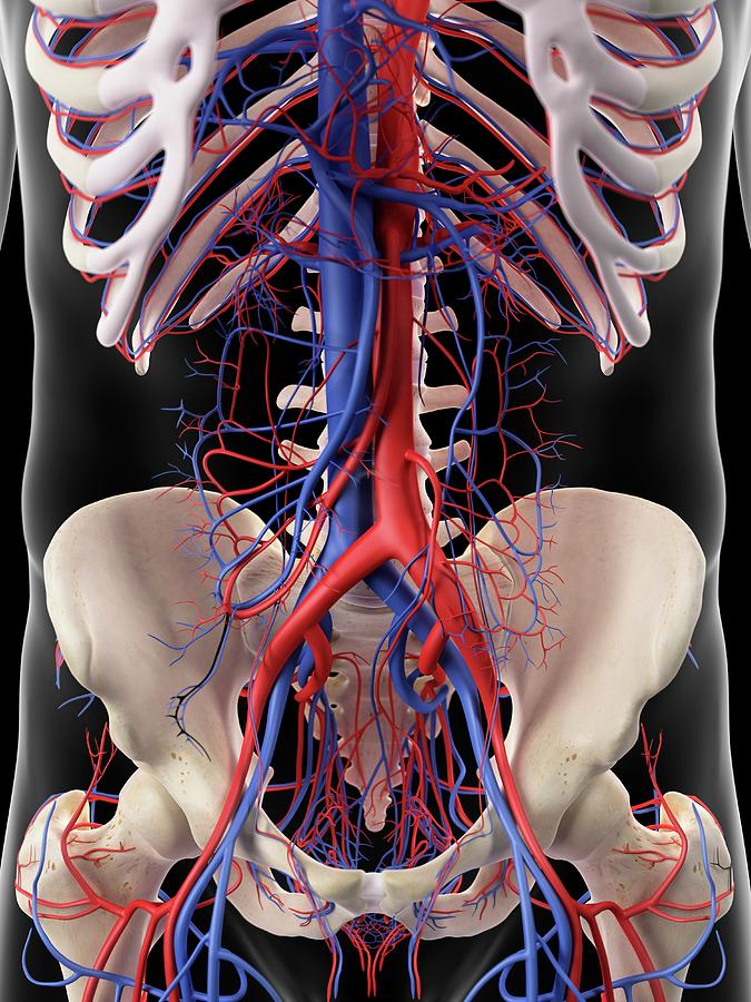 Vascular System Of Human Abdomen Photograph by Sebastian Kaulitzki/science Photo Library