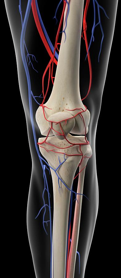 Vascular System Of Human Knee Photograph by Sebastian Kaulitzki/science Photo Library