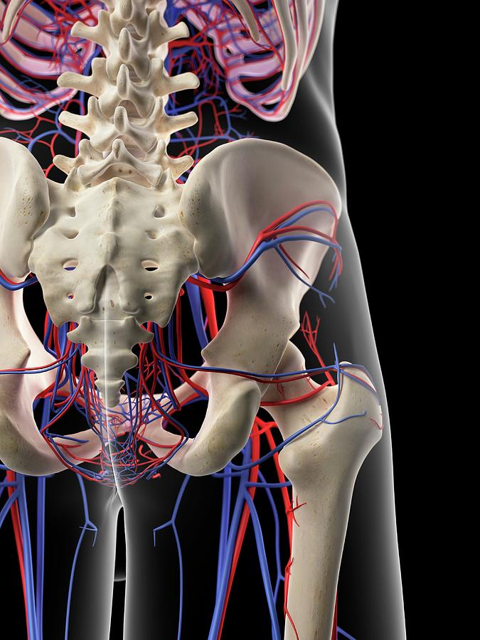 Vascular System Of Human Pelvis Photograph by Sebastian Kaulitzki/science Photo Library