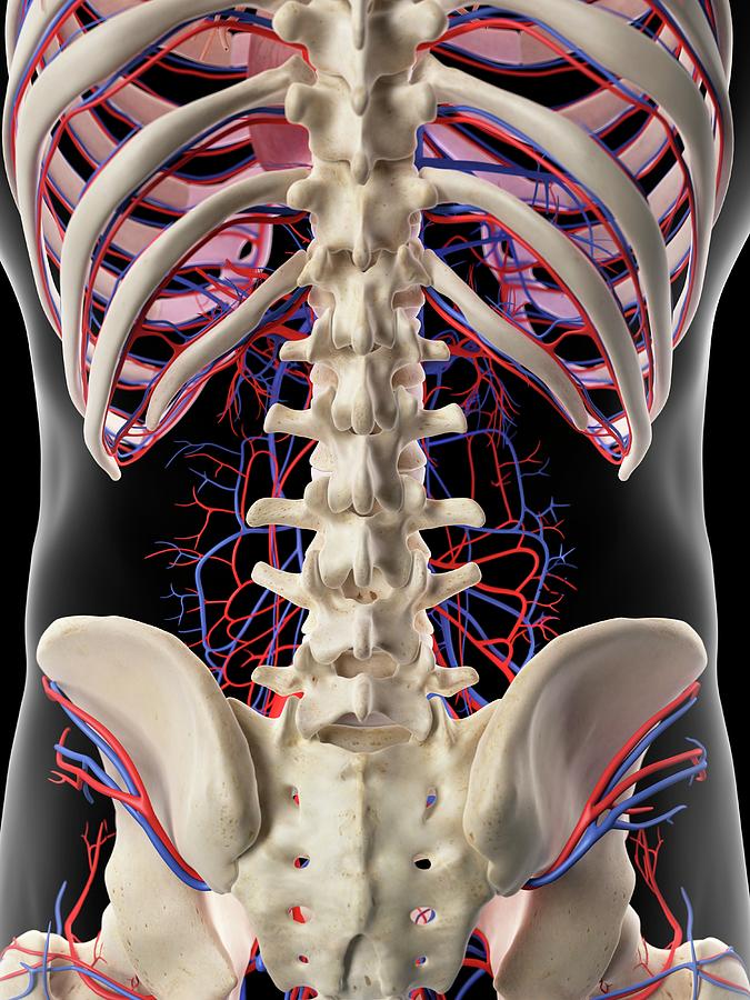 Vascular System Of Human Torso Photograph by Sebastian Kaulitzki/science Photo Library