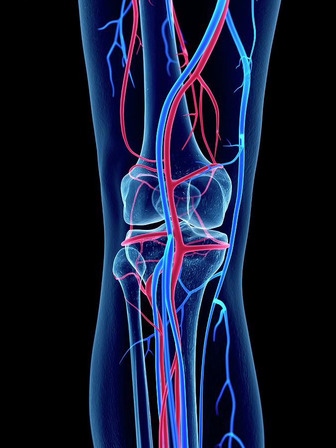 Vascular System Of Knee Photograph By Sebastian Kaulitzki Science Photo Library Pixels