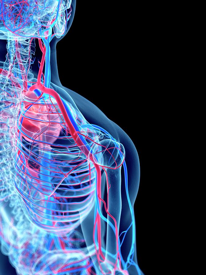 Vascular System Of Shoulder Photograph by Sebastian Kaulitzki/science Photo Library