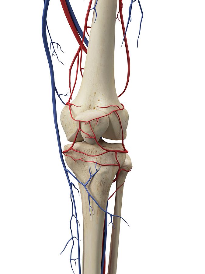 Vascular System Photograph By Sciepro - Fine Art America