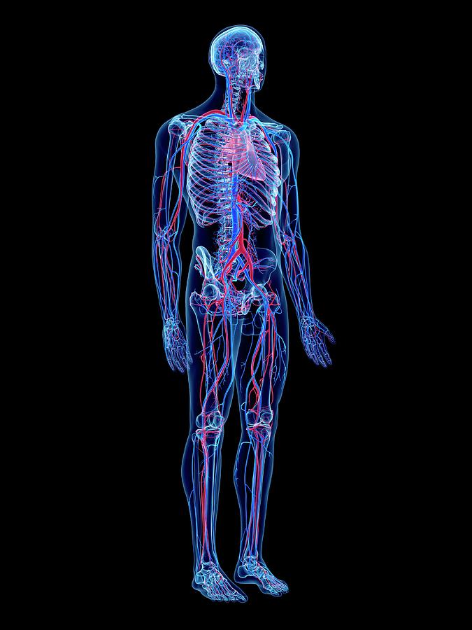 Vascular System Photograph by Sebastian Kaulitzki/science Photo Library