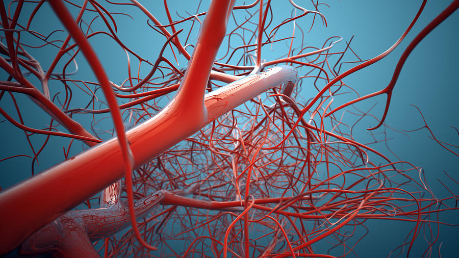 Vascular System, Veins Photograph by Sitox