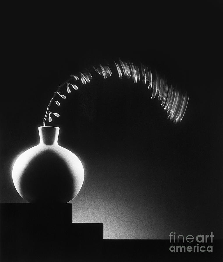 Still Life Photograph - Vase and berries by Tony Cordoza